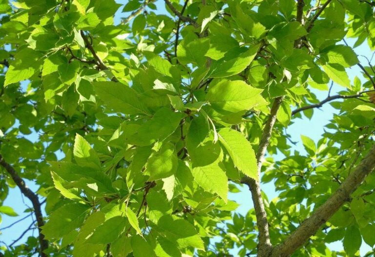 Arbre de Judée : découverte de ses inconvénients cachés