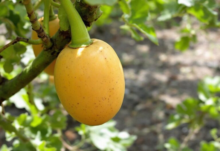 Combien de butternut par pied : rendement moyen ( Elle produit 4 à 7 fruits par pied, de 8 à 12 cm de diamètre pour la partie cylindrique, de 10 à 14 cm pour la partie renflée sur 15 à 25 cm de haut, le poids varie entre 1,5 et 3 kg.)