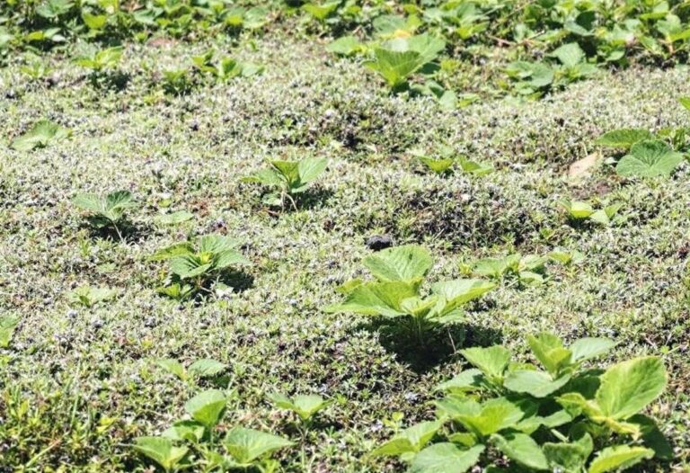 Jonc de mer : avantages et inconvénients à connaître