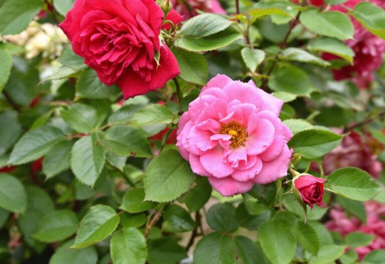 Maladie des rosiers : remèdes de grand-mère efficaces
