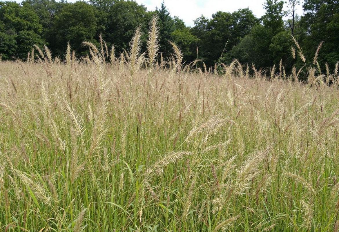 Trouver le nom d'une plante grasse : astuces d'identification