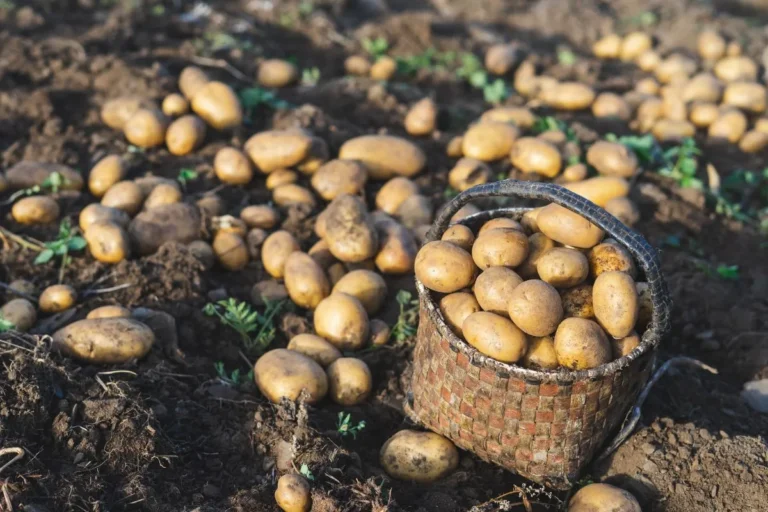 peut-on-planter-des-pommes-de-terre-toute-lannee
