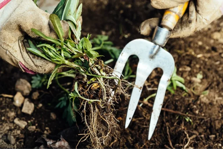 Recette de grand-mère pour éliminer les mauvaises herbes