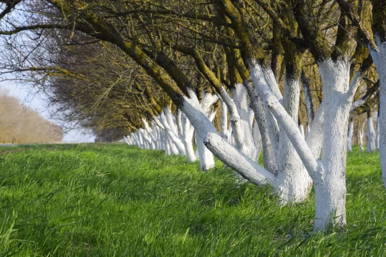 comment-fabriquer-de-la-chaux-arboricole