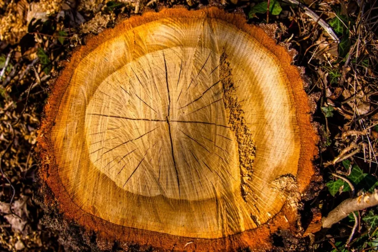 comment-tuer-les-racines-dun-arbre-coupe