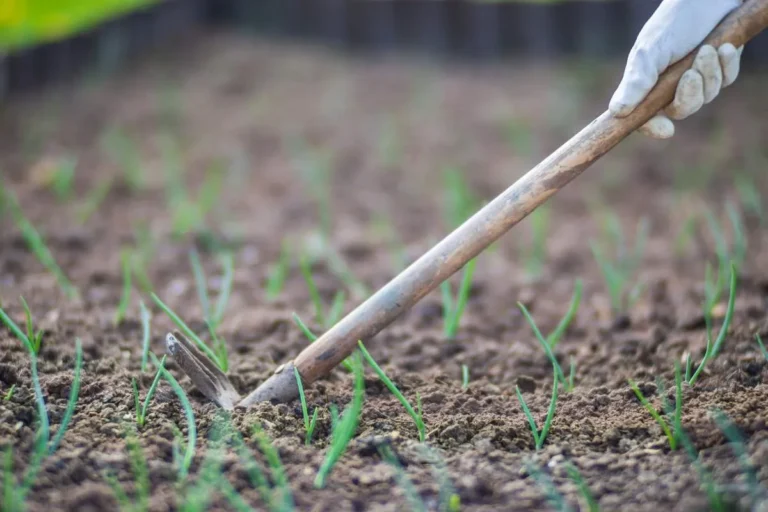 Faut il desherber avant de retourner la terre ?