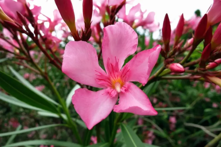 marc-de-cafe-laurier-rose-un-bon-engrais-naturel