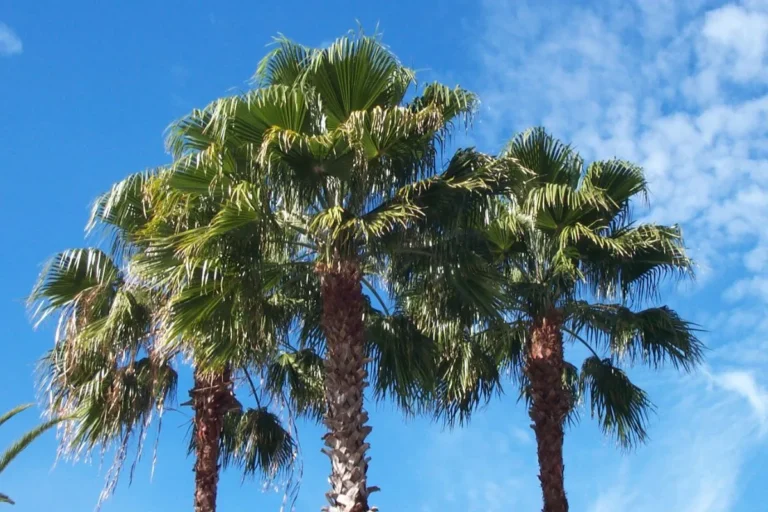 mon-palmier-fait-des-grappes-faut-il-les-couper