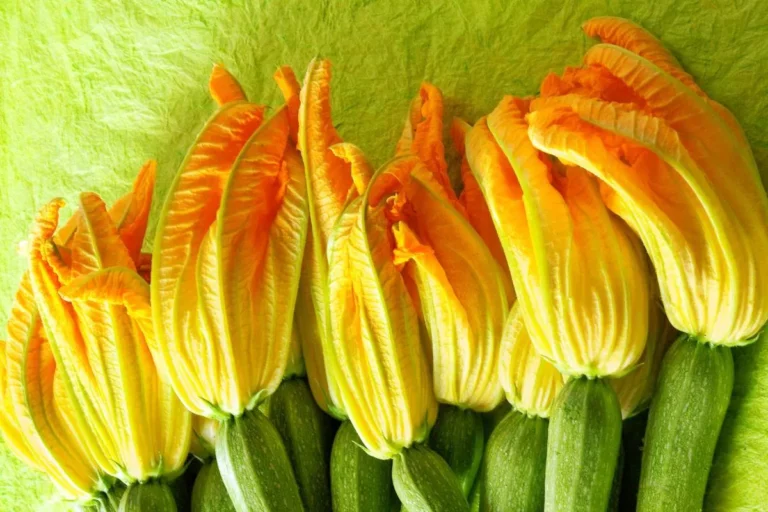 peut-on-couper-les-feuille-de-courgette