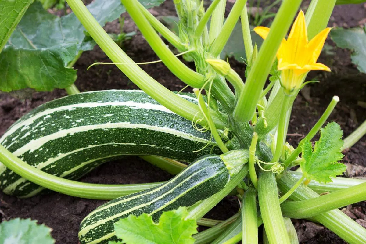 pourquoi-les-courgettes-pourrissent-avant-de-grossir