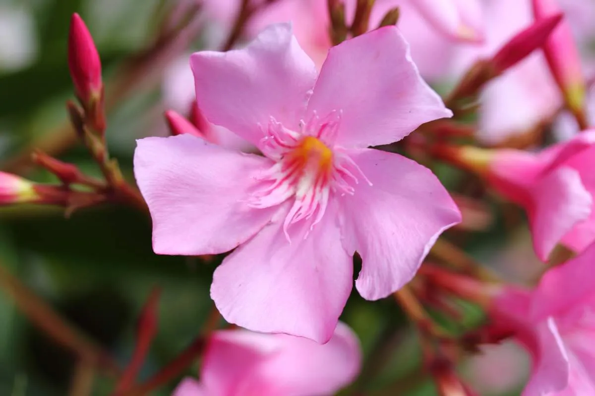 Que faire pour faire fleurir un laurier-rose ?