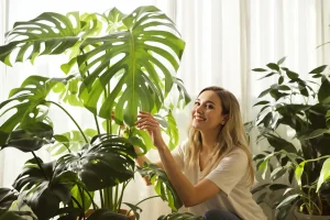 Cultivez le Ceriman Plant : Guide et Astuces Pratiques